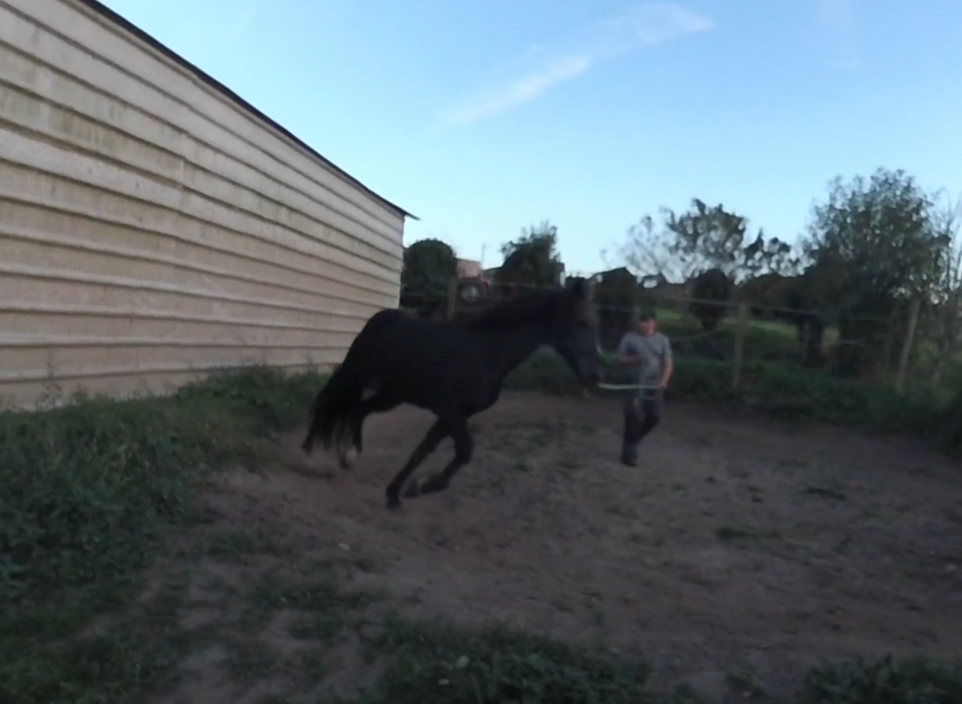 Equino