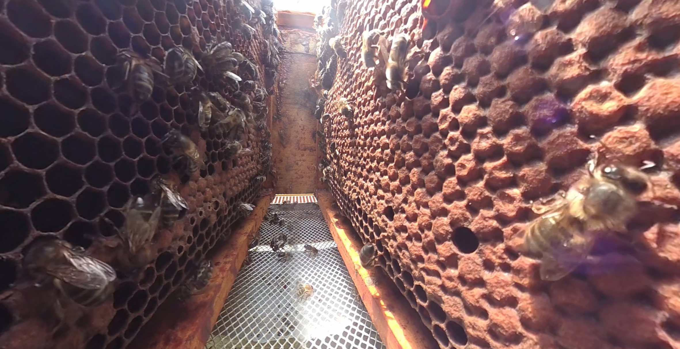 Interior colmea