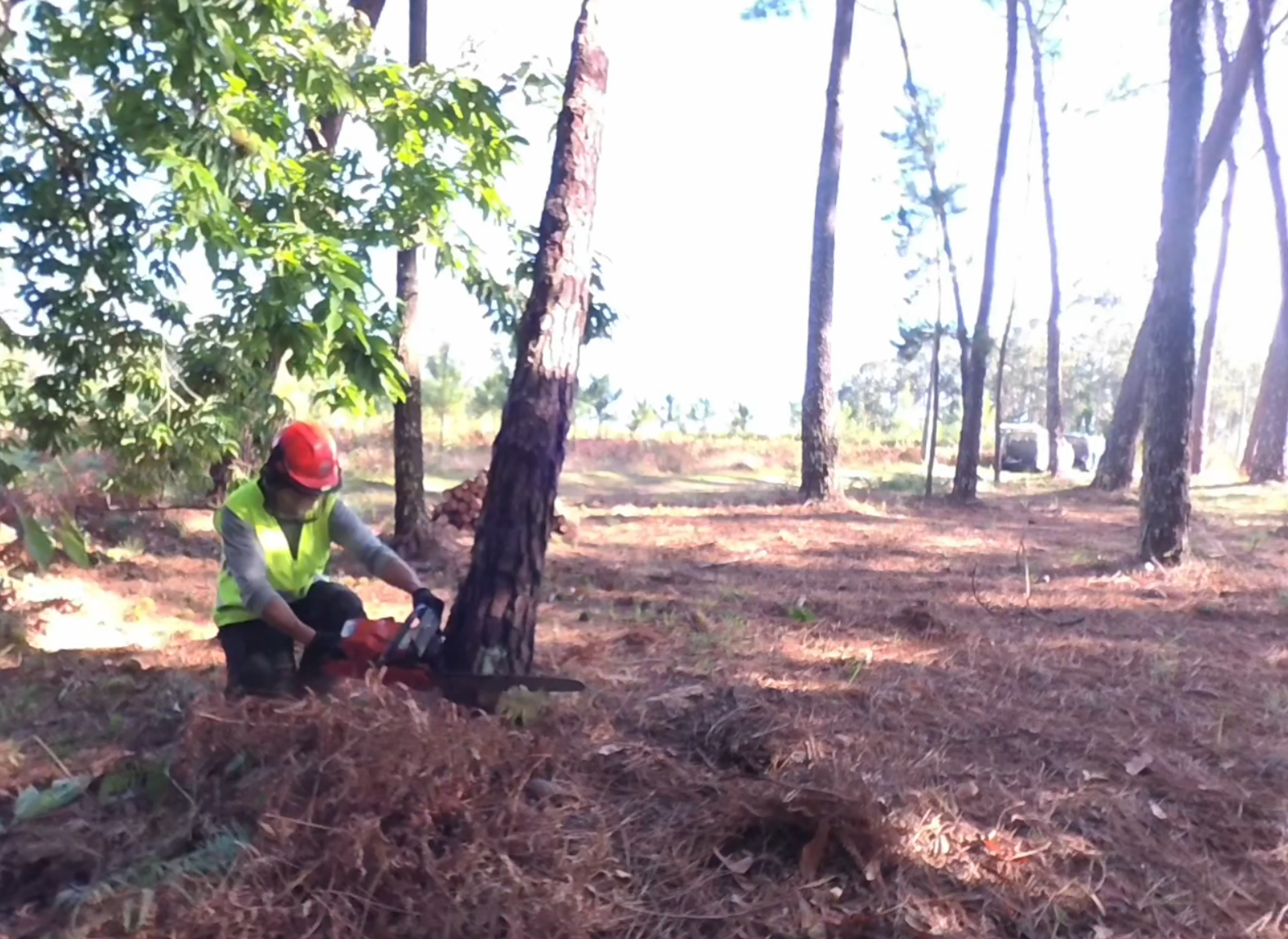 Forestal-Tala