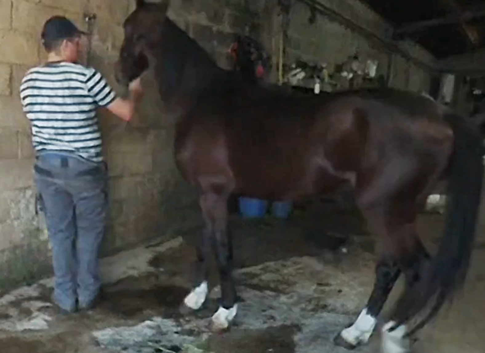 Equino-Cepillado