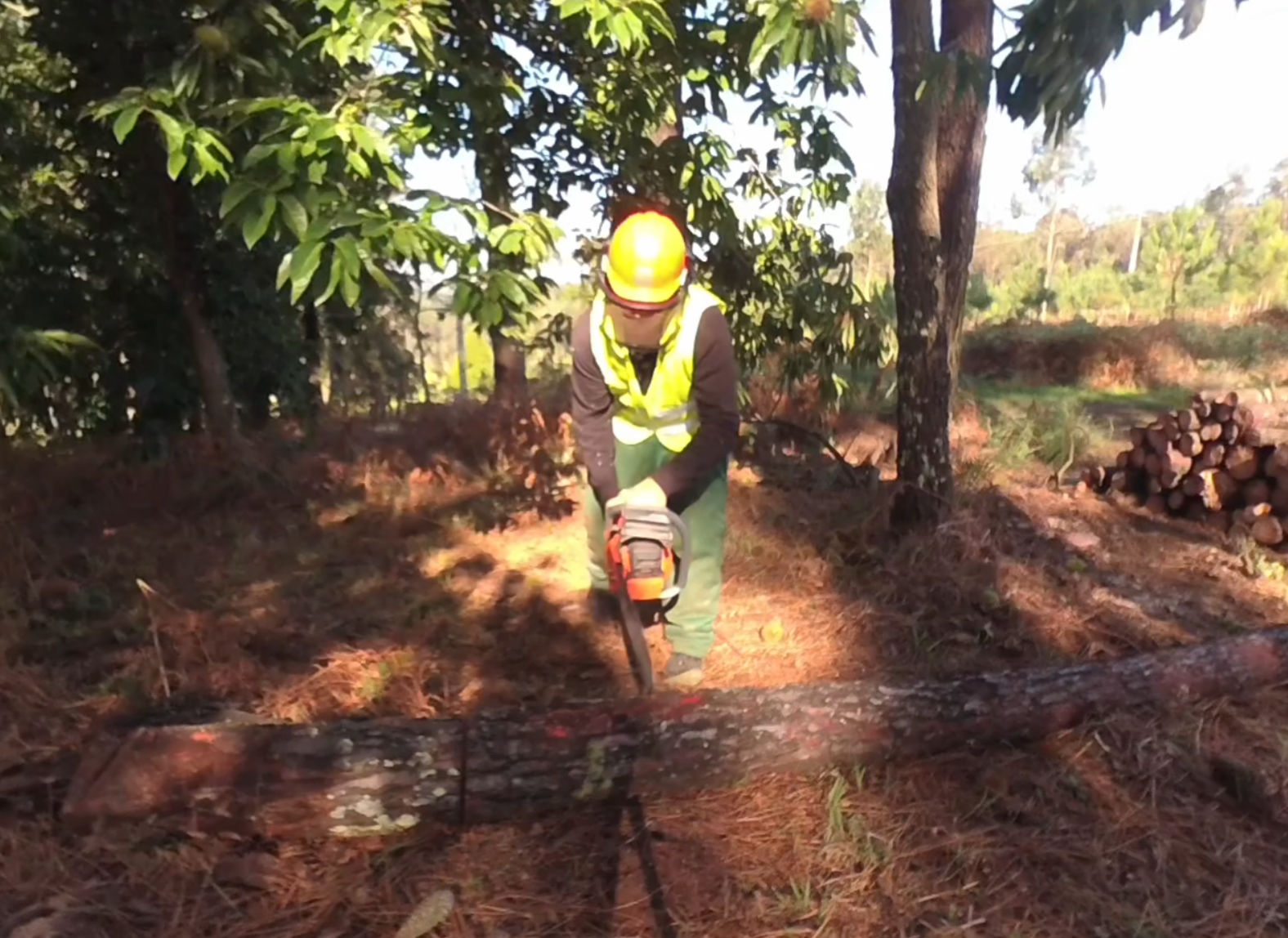 Forestal - Tronzado